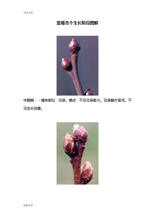 蓝莓各个生长阶段现用图解