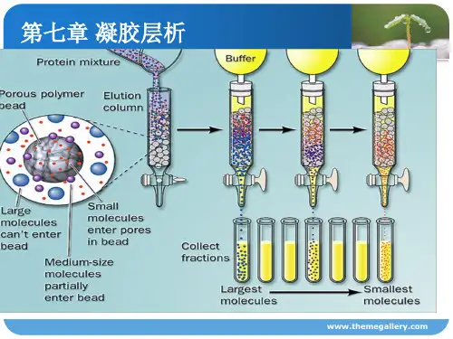 生物制药学——第七章  凝胶层析