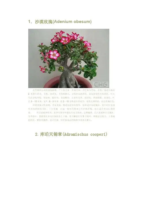 沙漠玫瑰（.