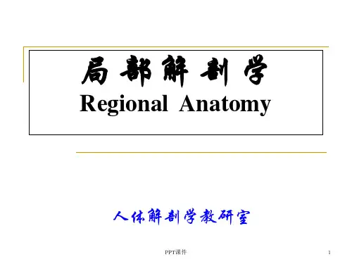 局部解剖学头部  ppt课件