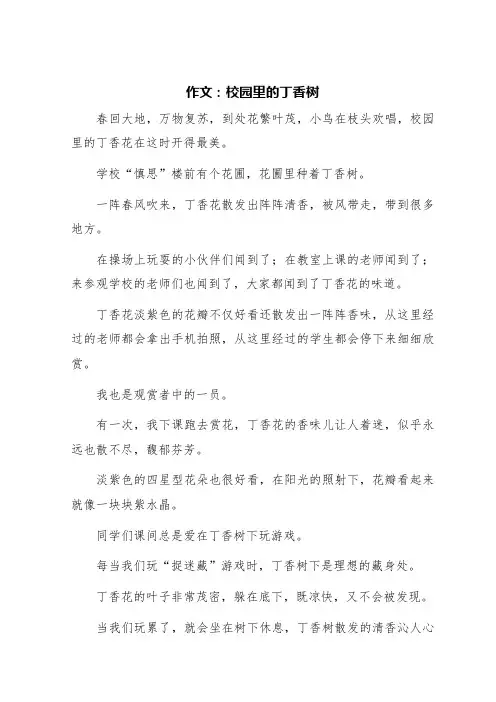 校园里的丁香树的作文