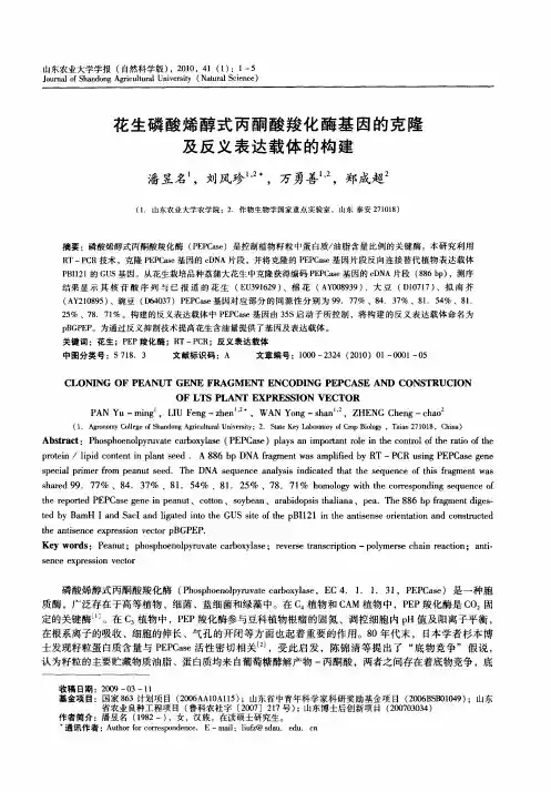 花生磷酸烯醇式丙酮酸羧化酶基因的克隆及反义表达载体的构建