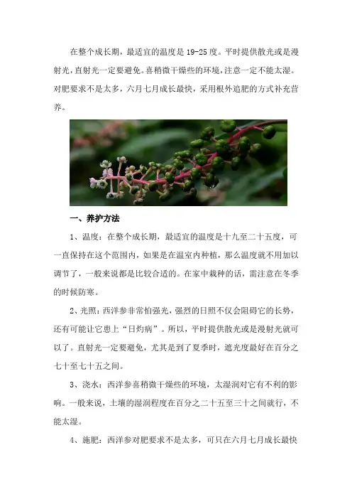西洋参如何养