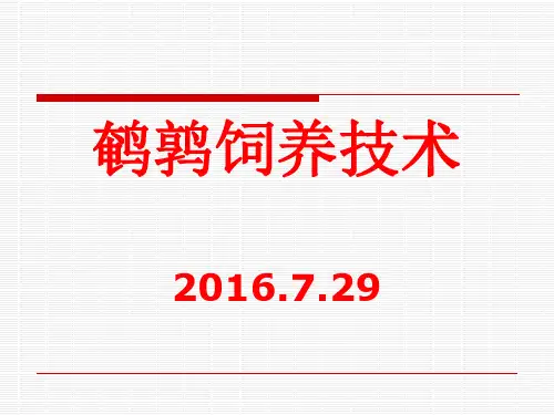 蛋用鹌鹑的饲养技术
