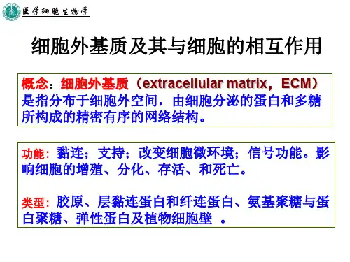 细胞外基质及其与细胞的相互作用 PPT课件