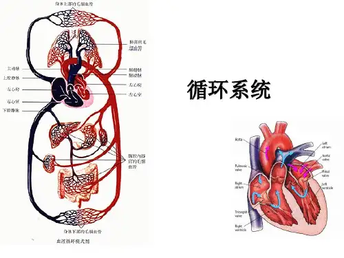循环系统(泵生理)