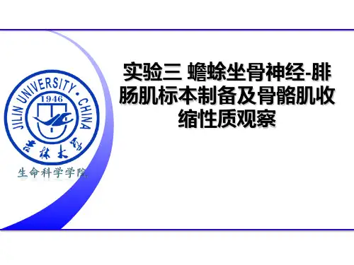 生理实验：实验三 蟾蜍坐骨神经-腓肠肌标本制备及骨骼肌收缩性质观察