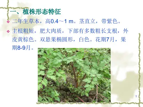 药用植物栽培学当归栽培技术讲解学习