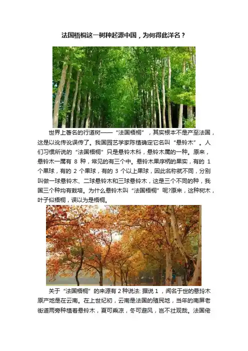法国梧桐这一树种起源中国，为何得此洋名？