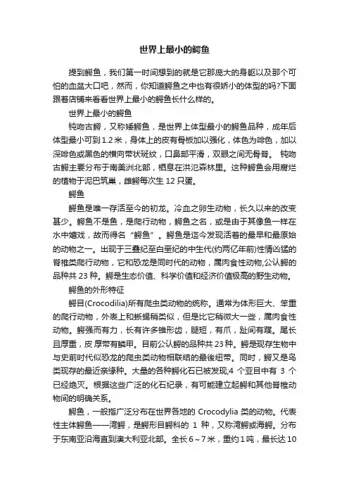 世界上最小的鳄鱼
