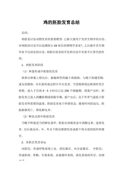 鸡的胚胎发育总结