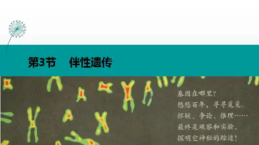 2-3伴性遗传课件 高一下学期 生物人教版必修2