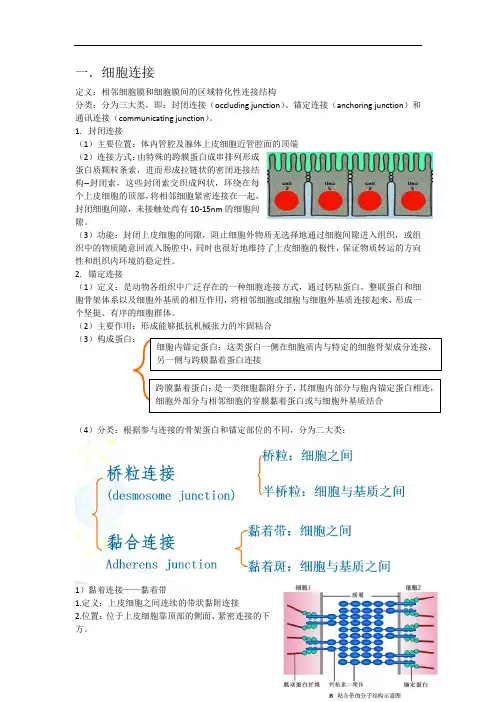 医学细胞生物学之细胞连接