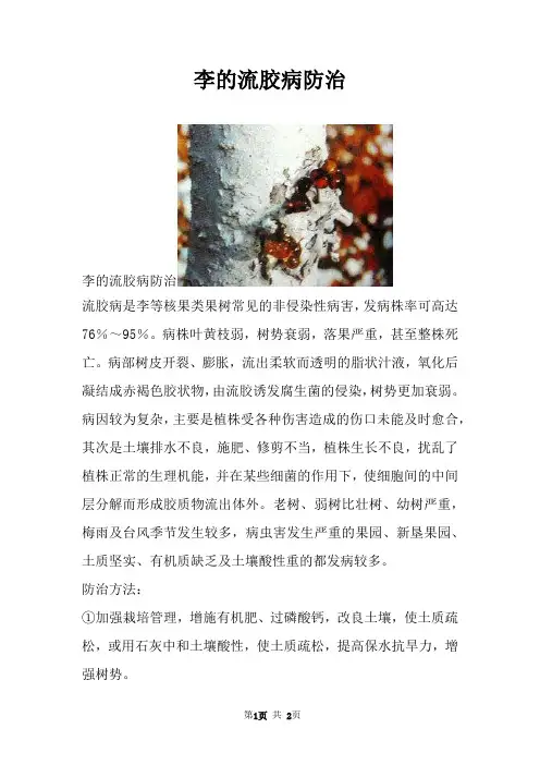 李的流胶病防治