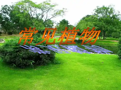 浙教版科学七年级上册 2.5《常见的植物》(共36张PPT)
