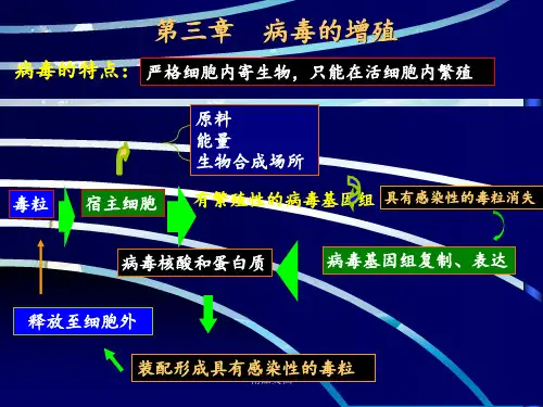 《病毒的增殖》PPT课件