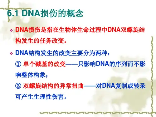 基因的损伤修复和基因突变