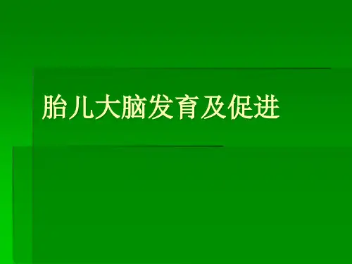 胎儿大脑发育及促进PPT课件