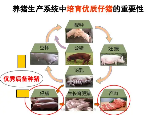 车炼强教槽料营养与营养结构课件.ppt