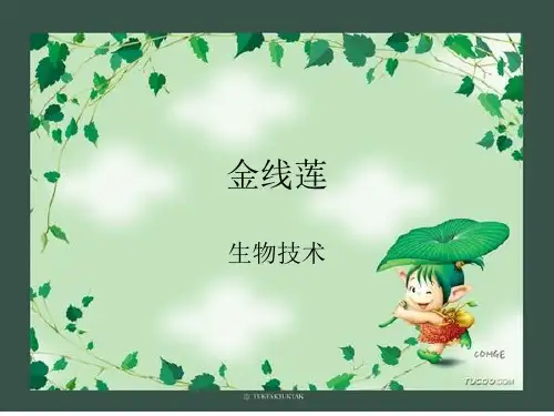 金线莲