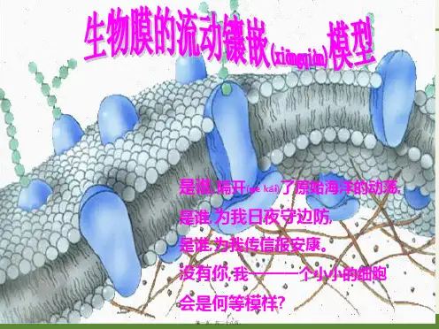 生物膜的流动镶嵌模型 完整版PPT课件