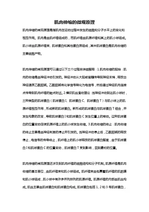 肌肉伸缩的微观原理