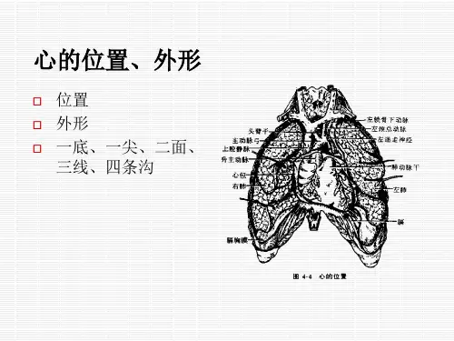 最新心血管系统的解剖PPT课件