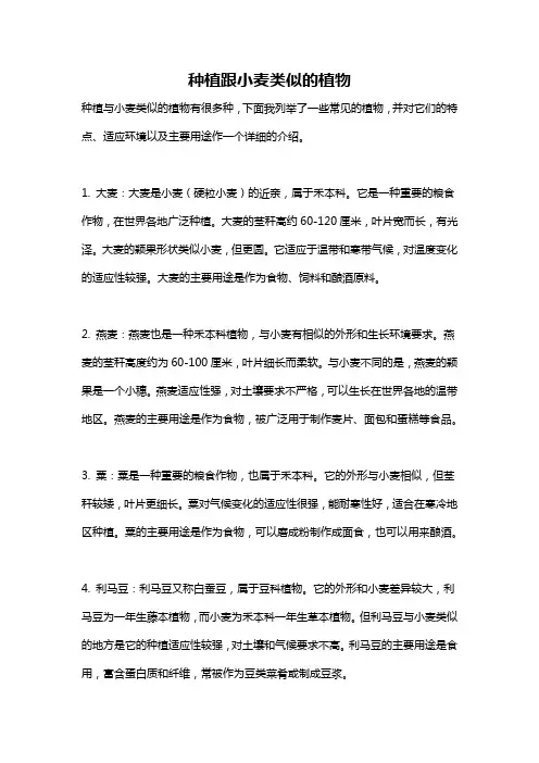 种植跟小麦类似的植物