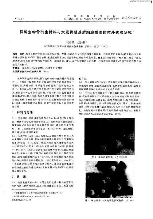 异种生物骨衍生材料与大鼠骨髓基质细胞黏附的体外实验研究