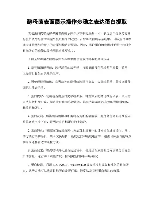 酵母菌表面展示操作步骤之表达蛋白提取