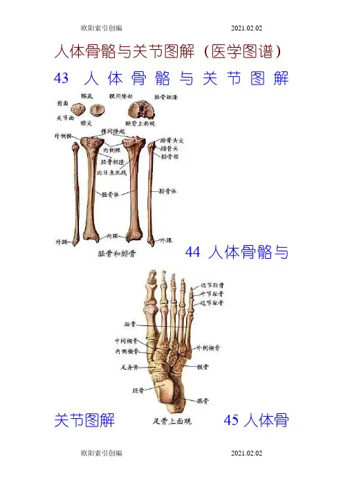 人体骨骼与关节图解之欧阳家百创编