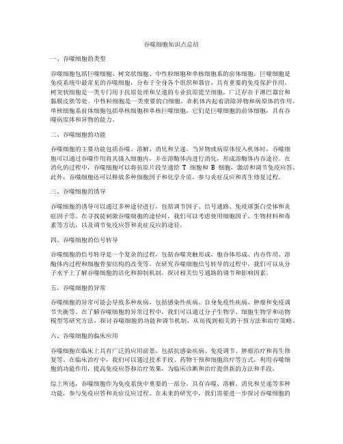吞噬细胞知识点总结