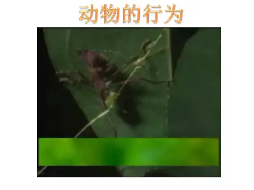 苏科版生物八年级上册17.2《动物的行为》课堂课件(共25张PPT)