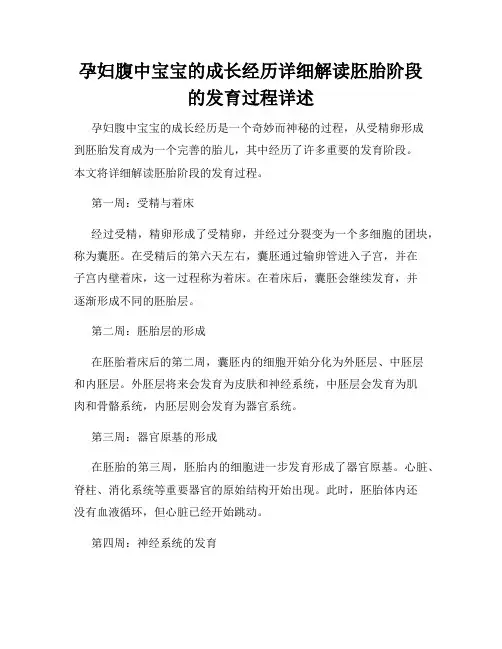 孕妇腹中宝宝的成长经历详细解读胚胎阶段的发育过程详述