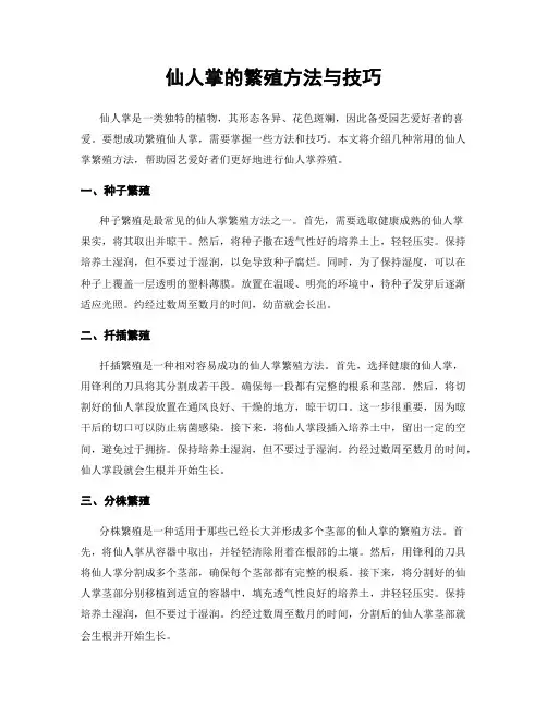 仙人掌的繁殖方法与技巧