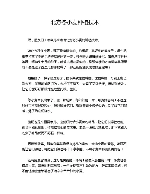 北方冬小麦种植技术
