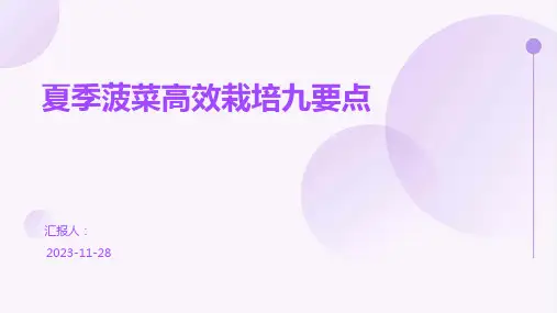 夏季菠菜高效栽培九要点