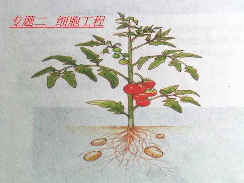 高考生物一轮复习植物细胞工程(课堂PPT)