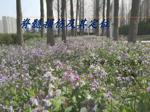 脊髓解剖及损伤定位