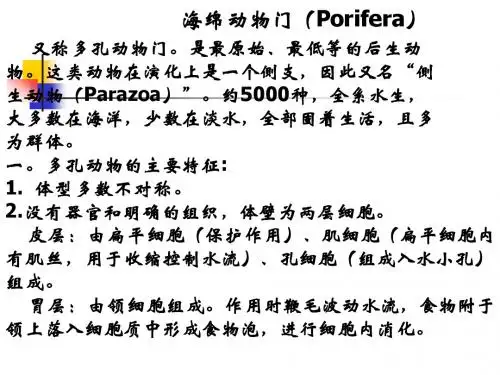 动物学 1 海绵动物门(Porifera)