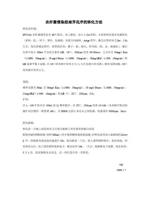 农杆菌侵染拟南芥花序的转化方法