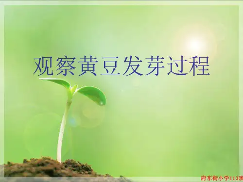 黄豆发芽过程(自作)ppt课件