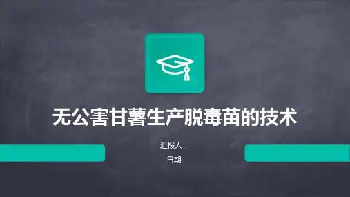 无公害甘薯生产脱毒苗的技术