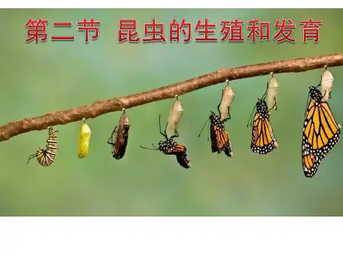 第二节昆虫的生殖和发育
