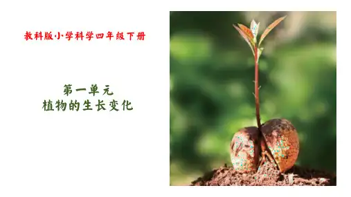 教科版小学科学四年级《茎和叶》
