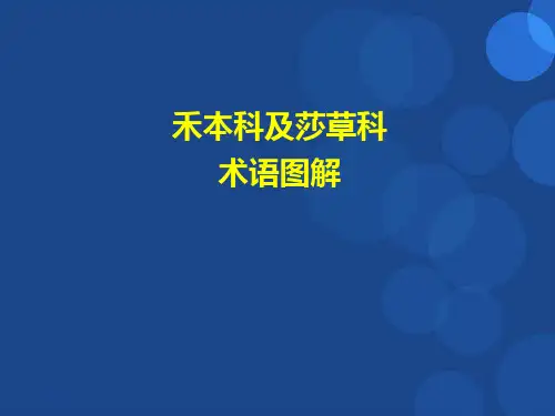 禾本科及莎草科园林植物术语图解