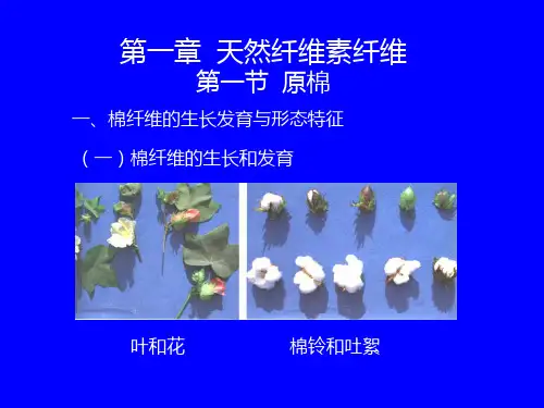 第一章  天然纤维素纤维