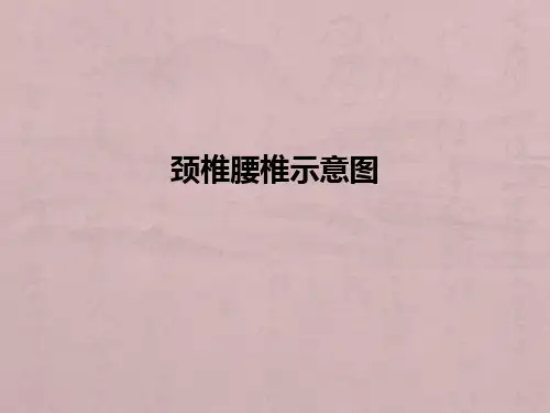 颈椎腰椎示意图ppt课件