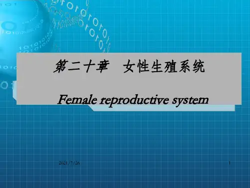 《女性生殖系统》PPT课件_OK