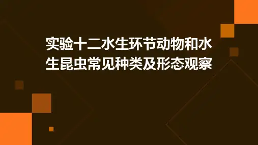 实验十二水生环节动物和水生昆虫常见种类及形态观察